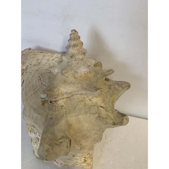 Large Conch Shell Queen Ocean Specimen Pink Sea Shell Fossil Nautical Beach - Picture 8 of 12